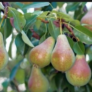 Груша Августинка