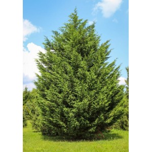 Кипарисовик Лейланда от 150 см