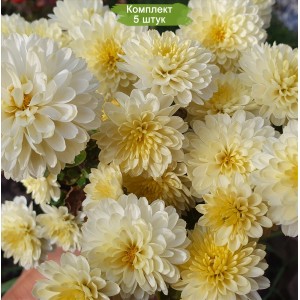 Комплект 5шт / Хризантема Осса (Мультифлора/Светло-желтая)