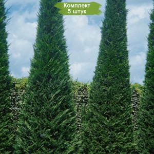 Комплект 5шт / Кипарисовик Лейланда 100-150 см
