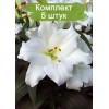 Луковицы лилии Фредо (Fredo )  -  5 шт.