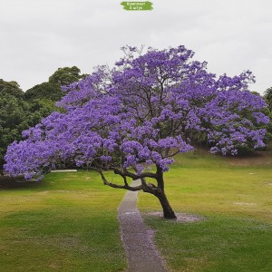 Комплект 5шт / Павлония Каваками