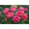 Саженцы парковой розы Леонардо да Винчи (Leonardo da Vinci) -  5 шт.