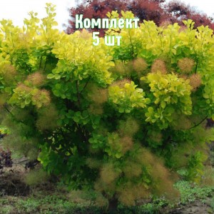 Комплект 5шт / Скумпия Голден Спирит