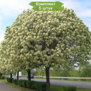 Комплект 5шт / Ясень Белый (60-100 см)